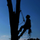 Tree Surgeon Fined for Carrying Out Unauthorised Work
