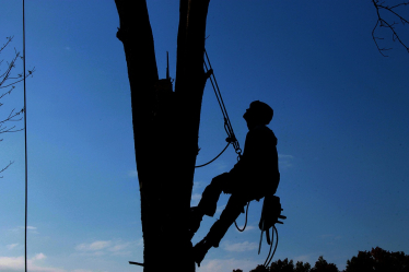 Tree Surgeon Fined for Carrying Out Unauthorised Work